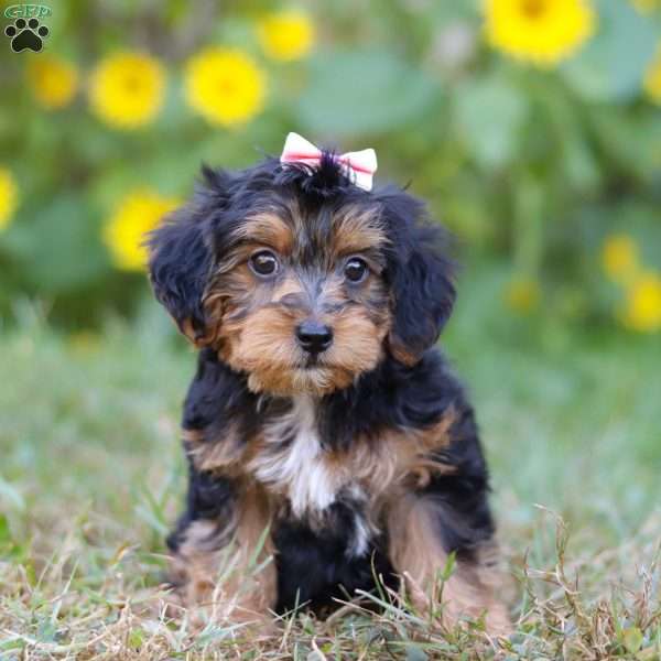 Penny, Yorkie Poo Puppy